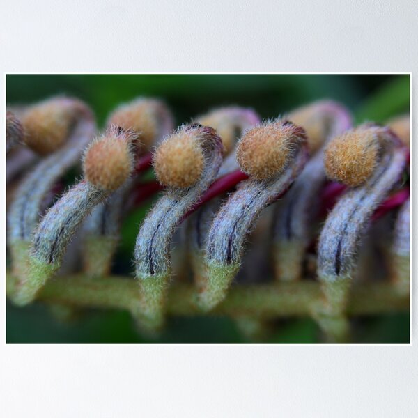 Item preview, Grevillea caleyi designed and sold by andrachne.