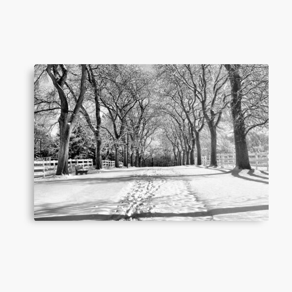 Metal Print