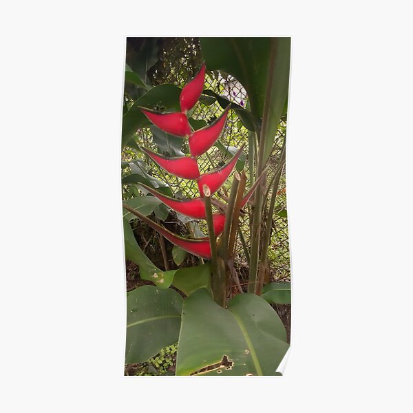 Tropical Flover from Tropical Garden Poster