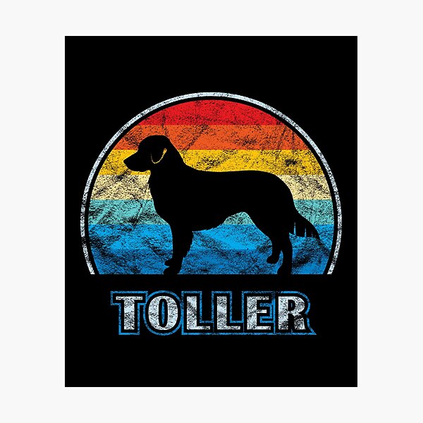 Toller Vintage Design Dog Photographic Print
