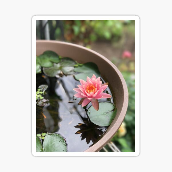 Lotus flower with medaka Sticker