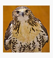 Red Tailed Hawk Photographic Print