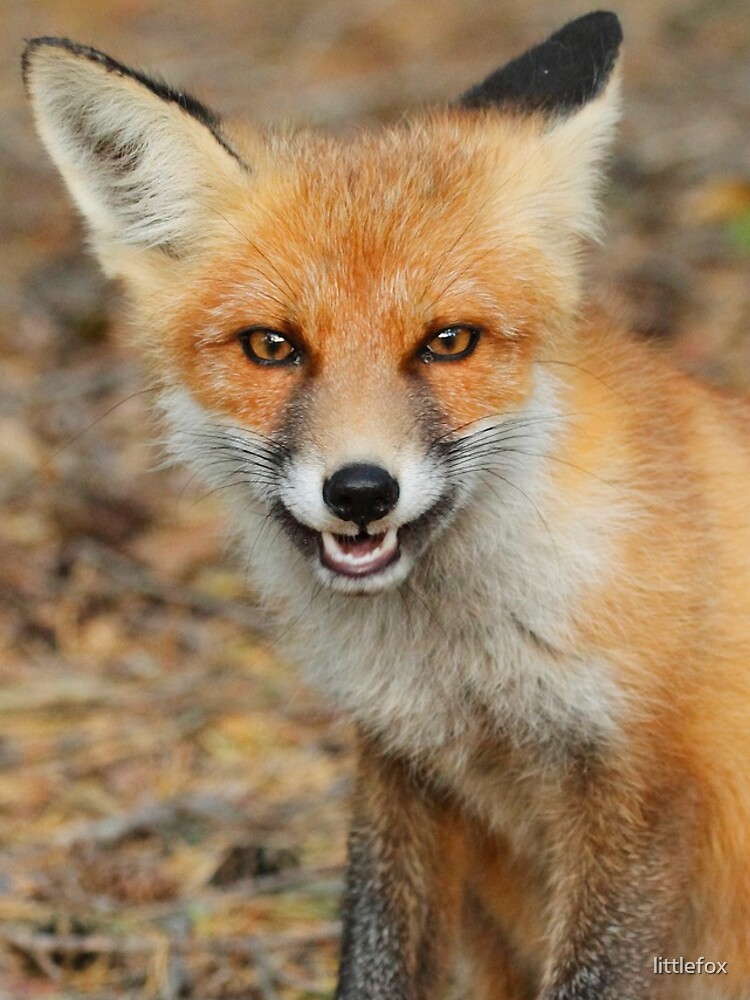 Cheeky fox by littlefox