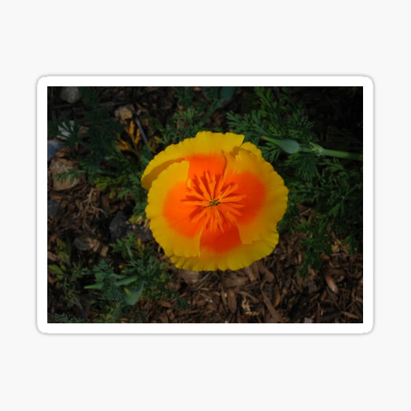 Item preview, California Poppy designed and sold by froggencrafts.