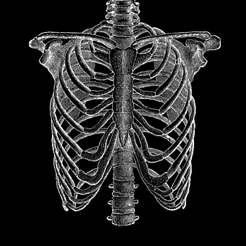 Aperçu de l'œuvre Cage Rib de sofich