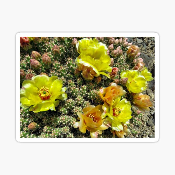 Cactus Flowers Sticker