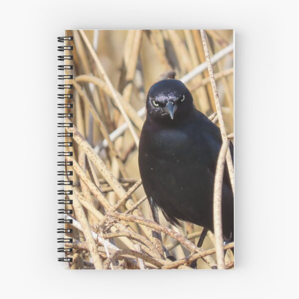 Item preview, Judgemental Brewer's Blackbird designed and sold by DigitalGen.