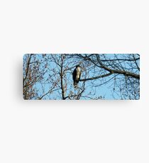 Hawk Perched in Tree Canvas Print