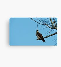 Hawk Perched 3 Canvas Print