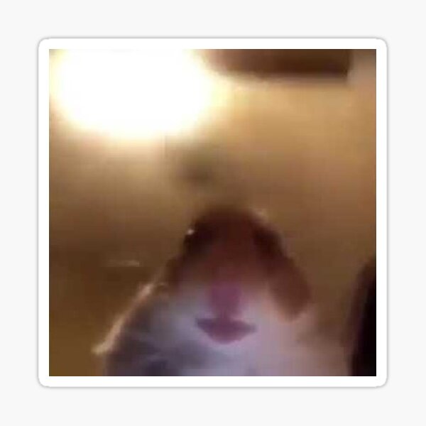 hamster facetime