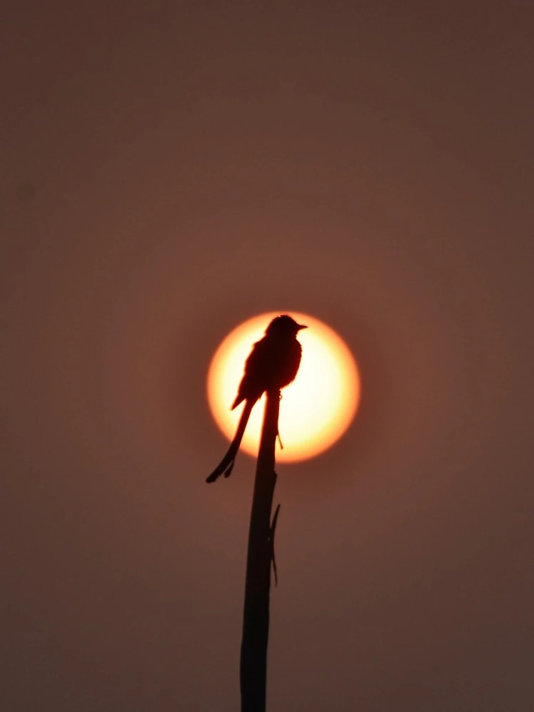 Thumbnail 5 of 5, iPhone Case, Bird designed and sold by Ranith Chatterjee.