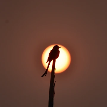 Artwork thumbnail, Bird by Ranith Chatterjee