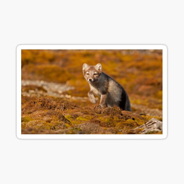 house of paws arctic fox snuggle bed