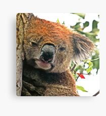 Otways Koala Metal Print
