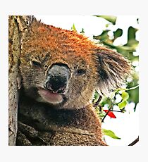 Otways Koala Photographic Print