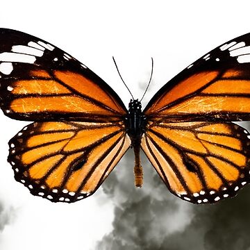 Artwork thumbnail, Butterfly  by racer0220