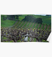 Barossa Vineyard Poster