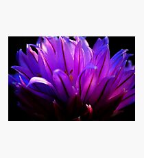 Purple Flower Photographic Print