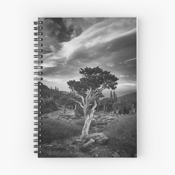 Item preview, Bristlecone Pines designed and sold by pwahl.
