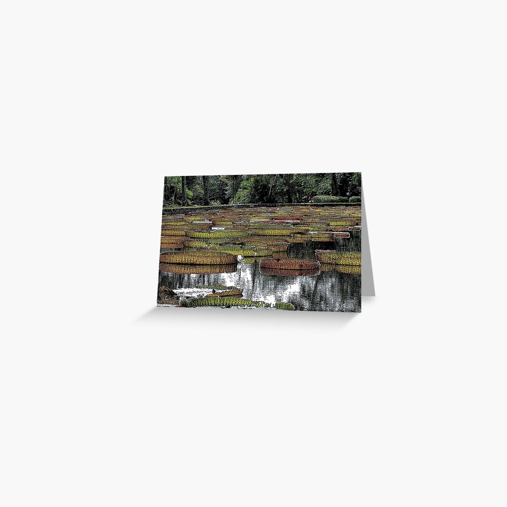 Waterlily Pond Greeting Card