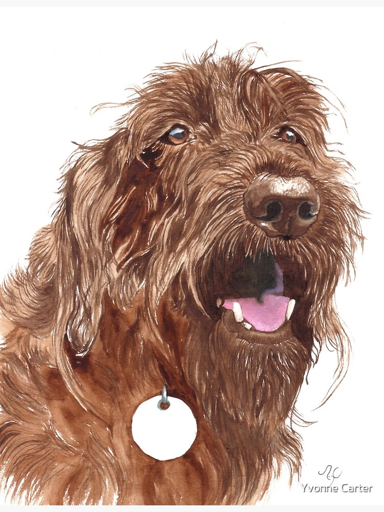 "Chocolate Labradoodle" Art Print by yvonnecarter Redbubble