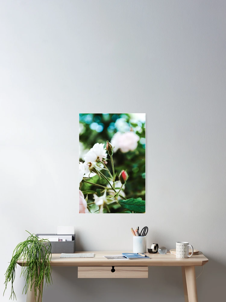 Thumbnail 2 of 3, Poster, Spring Roses Flowers designed and sold by Spring-Flower-.