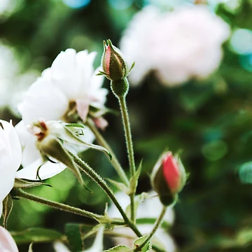 Artwork thumbnail, Spring Roses Flowers by Spring-Flower-