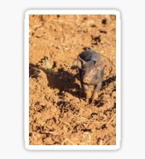Piglet in the mud Sticker