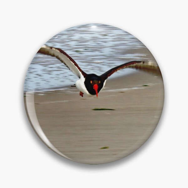 Item preview, American Oystercatcher designed and sold by AnneDB.