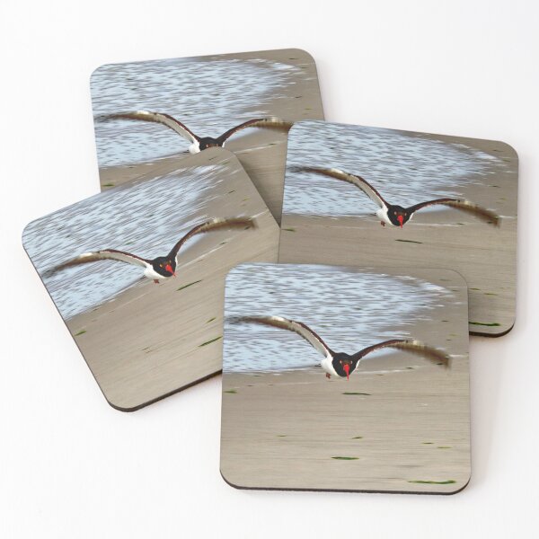 Item preview, American Oystercatcher designed and sold by AnneDB.