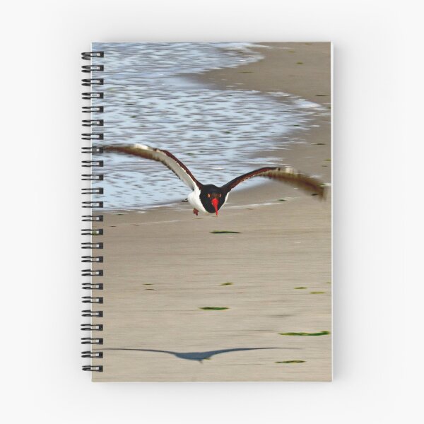 Item preview, American Oystercatcher designed and sold by AnneDB.