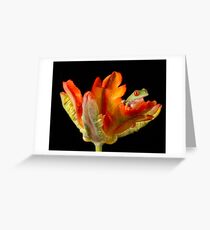 Red eyed tree frog on parrot tulip Greeting Card