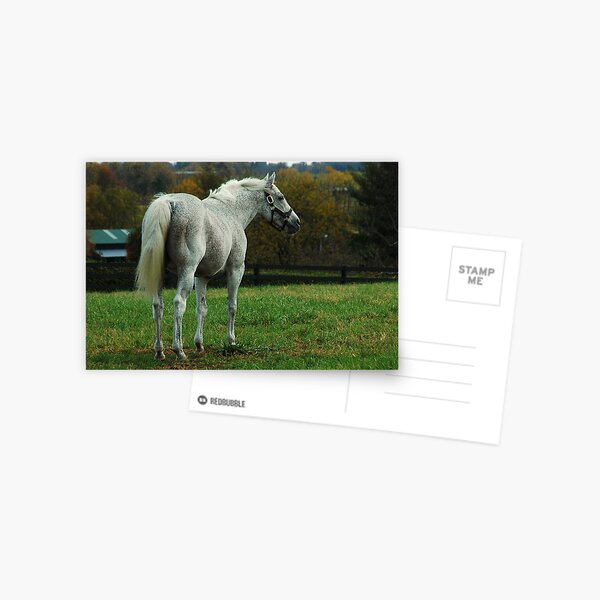 Holy Bull Postcard