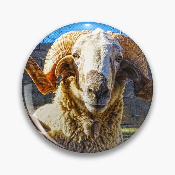 Item preview, Looking Sheepish designed and sold by Digby Merry.