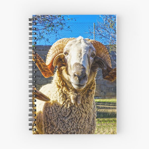 Item preview, Looking Sheepish designed and sold by Digby Merry.