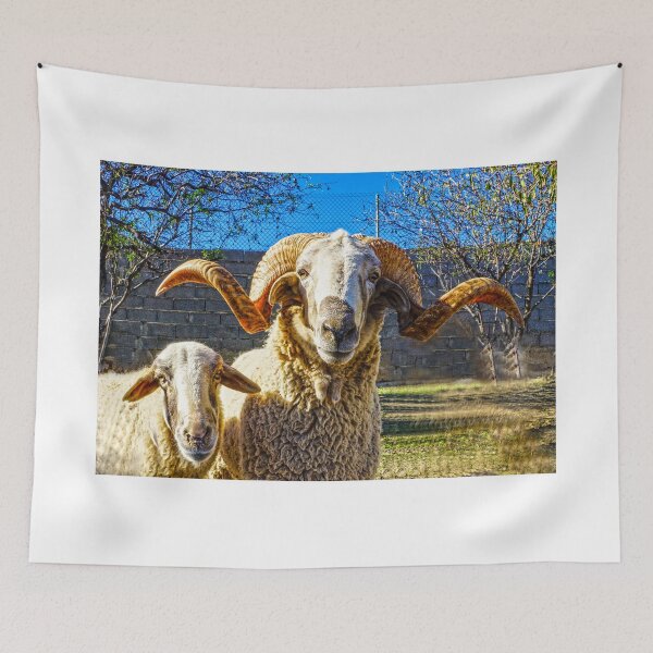 Item preview, Looking Sheepish designed and sold by Digby Merry.