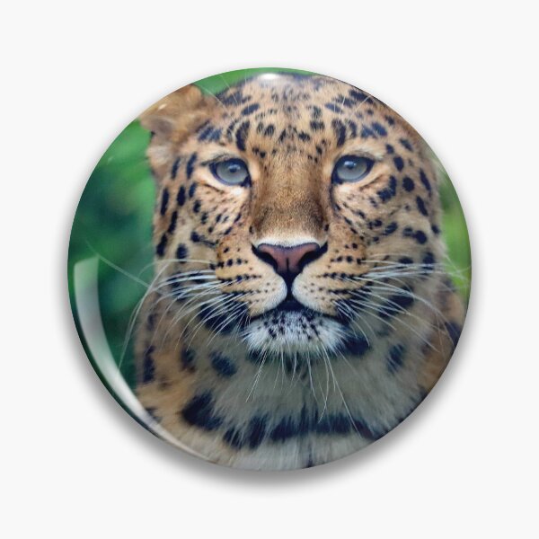 Item preview, Amur Leopard designed and sold by Danny5.