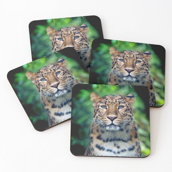 Item preview, Amur Leopard designed and sold by Danny5.