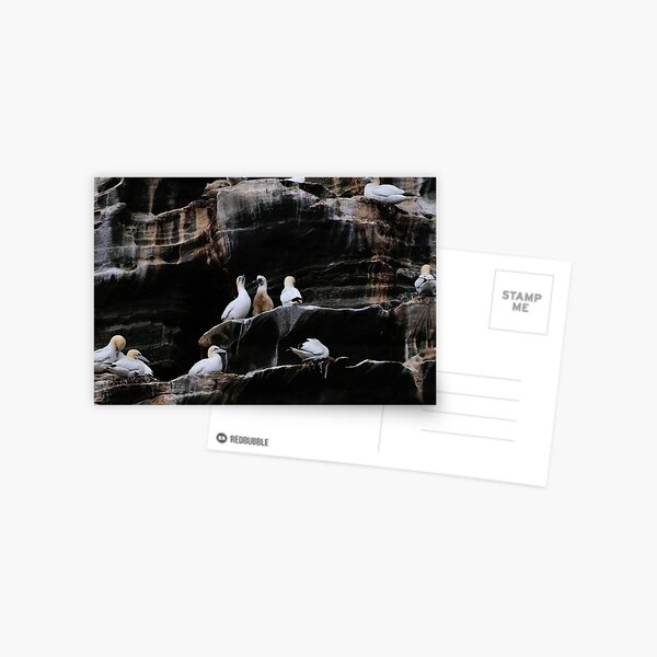 Item preview, Gannets, Noss, Shetland designed and sold by Richard Ion.