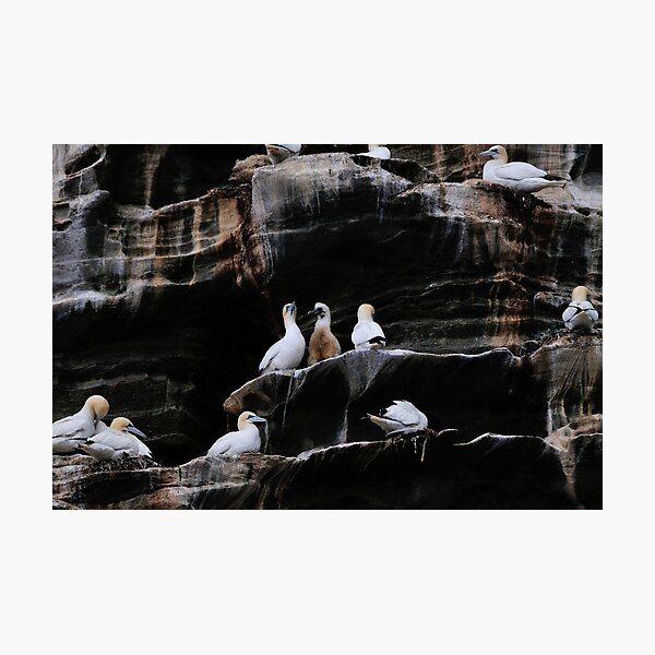 Gannets, Noss, Shetland Photographic Print