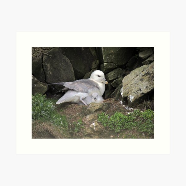 Item preview, Fulmar and chick, Sumburgh Head, Shetland designed and sold by Richard Ion.