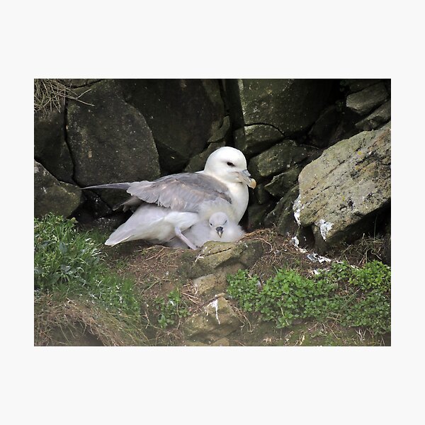 Fulmar and chick, Sumburgh Head, Shetland Photographic Print