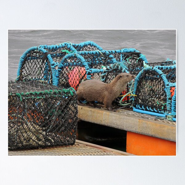 Otter, Lunna, Shetland Poster