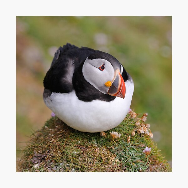 Puffin, Sumburgh Head, Shetland Photographic Print