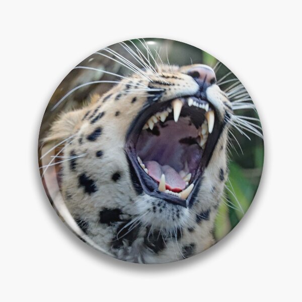 Item preview, Amur Leopard Yawning designed and sold by Danny5.