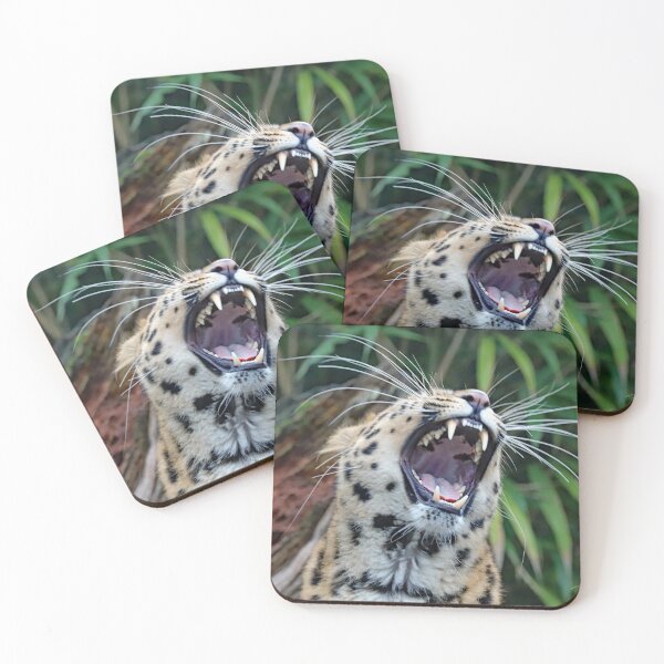 Item preview, Amur Leopard Yawning designed and sold by Danny5.