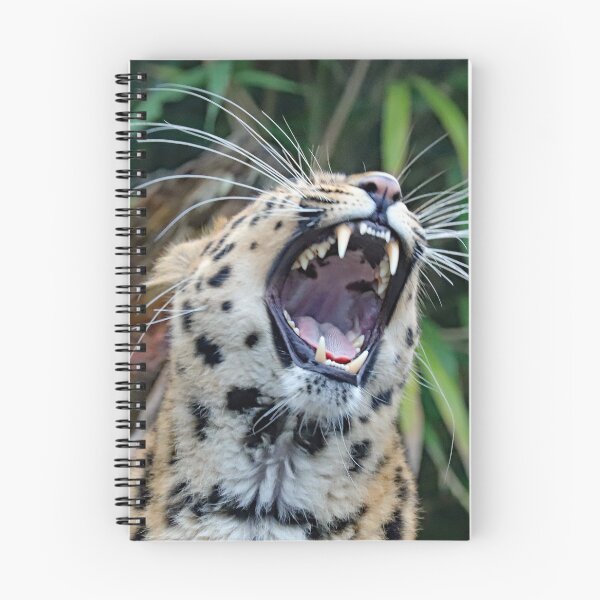 Item preview, Amur Leopard Yawning designed and sold by Danny5.