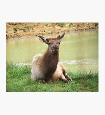 A Young Elk Bull Photographic Print