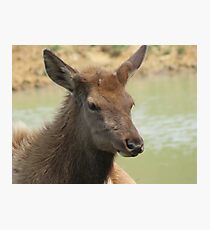 A Young Elk Bull 2 Photographic Print