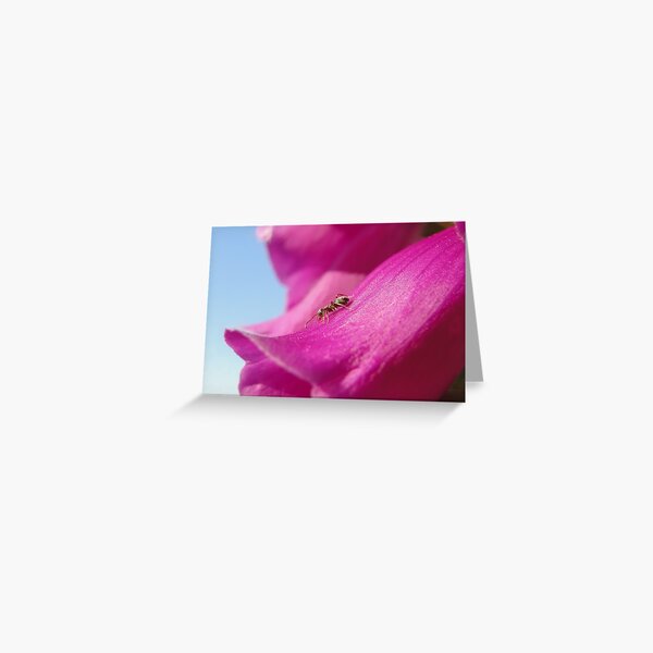 Item preview, Anton the Ant On Foxglove designed and sold by Barrie Woodward.